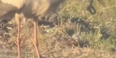 Leylek ve kartalın yılan avı kamerada