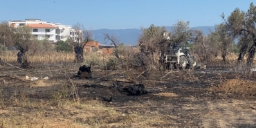 Burhaniye’de çıkan yangında çok sayıda zeytin ağacı kül oldu