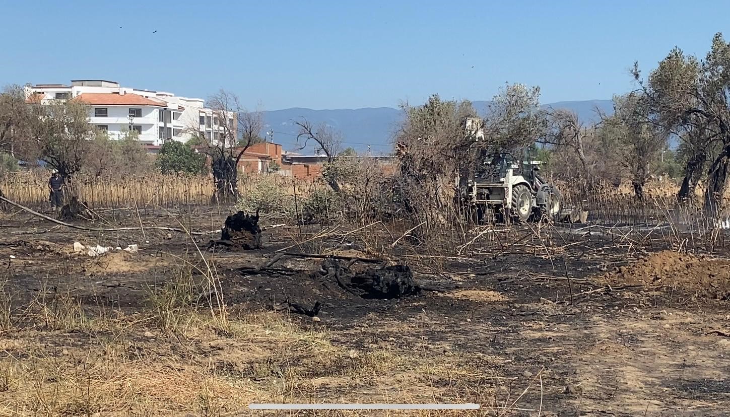Burhaniye’de çıkan yangında çok sayıda zeytin ağacı kül oldu