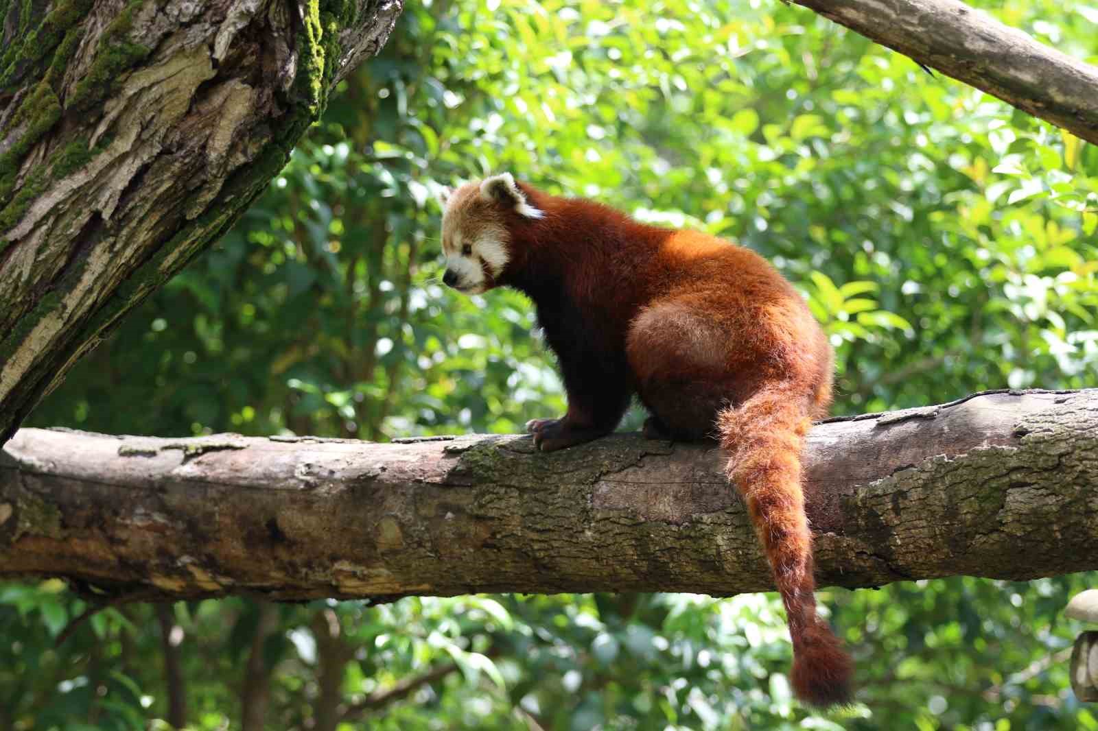 Dünyada sayılı bulunuyor: Özel bakımla yaşatılıyor