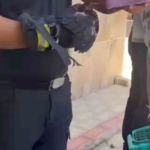 Bursa’da yürekleri ısıtan kurtarma Yavru karga ağaca sıkıştı, çaresizce bekledi