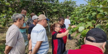 Çanakkale’de kahverengi kokarcalara karşı doğaya samuray arısı salındı
