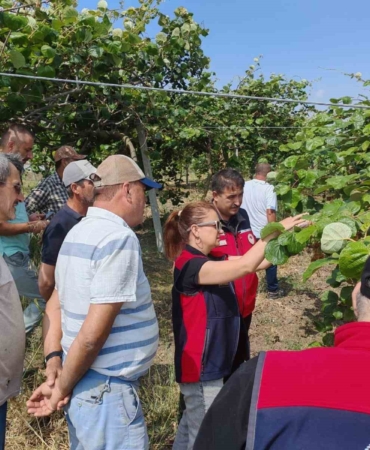 Çanakkale’de kahverengi kokarcalara karşı doğaya samuray arısı salındı