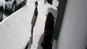 Sultangazi’de bisikleti böyle çaldı, hırsız rahat tavırlarıyla "pes" dedirtti