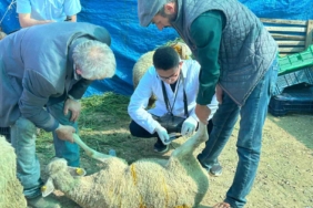 Bilecik’te kurban satış pazarında hayvanlara gebelik testi yapılıyor