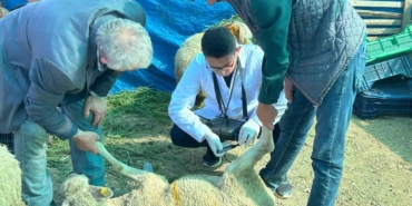 Bilecik’te kurban satış pazarında hayvanlara gebelik testi yapılıyor