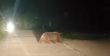 Uludağ’da ayı ailesinin yoldan geçişi görüntülendi