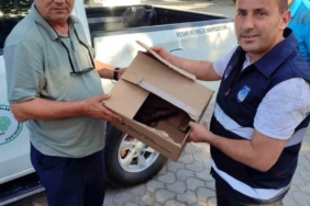 Bilecik’te yaralı olarak bulunan atmaca koruma altına alındı