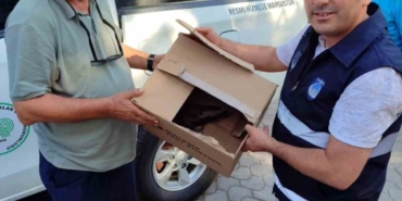 Bilecik’te yaralı olarak bulunan atmaca koruma altına alındı