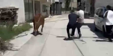 Bursa’da dana ipi kopardı, şehirde mini maraton başladı