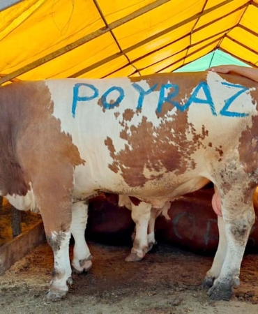 Pazarın ağır abisi "Poyraz" ilk günden satıldı