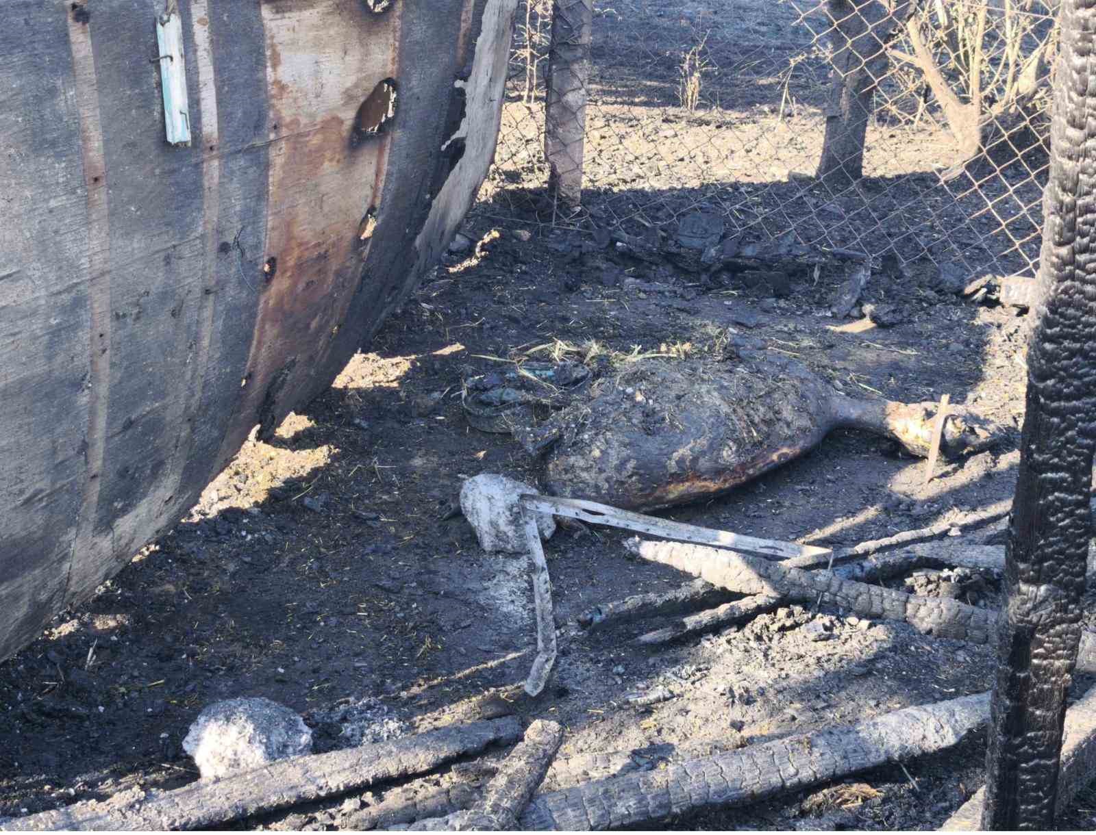 Tekirdağ’daki yangında ağıla sıçrayan alevlerde 35 hayvan telef oldu