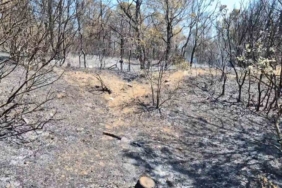 Şarköy’de çıkan orman yangını havadan ve karadan müdahaleyle kontrol altına alındı