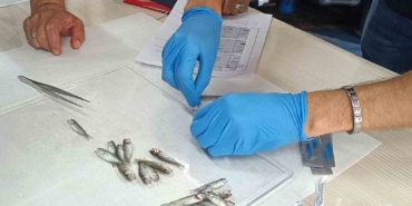 Bandırma’da levrek balıklarında görülen hastalıklara karşı aşı çalışması