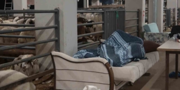 Bursa’da koyunlarla ’koyun koyuna’ nöbet