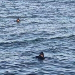 Avcılar’da denizde ceset ihbarı asılsız çıktı