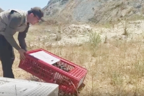 Bursa’da 100 keklik doğaya bırakıldı