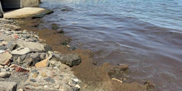 Tekirdağ Sahili’nde kırmızı yosun yoğunluğu dikkat çekti