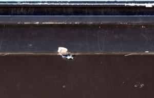 Avcılar’da biri kafeyi kurşunladı diğeri kaydetti