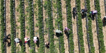 Bursa’da ’kırmızı elmas’ hasadı başladı