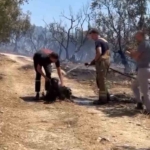Yangından kurtarılan köpekler böyle görüntülendi