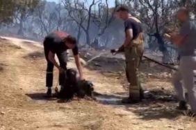 Yangından kurtarılan köpekler böyle görüntülendi