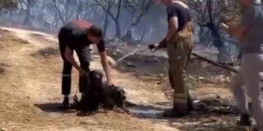 Yangından kurtarılan köpekler böyle görüntülendi