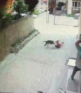 Ataşehir’de pitbull cinsi köpeğin çocuğa saldırdığı anlar kamerada