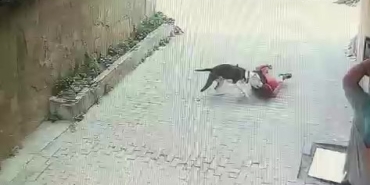 Ataşehir’de pitbull cinsi köpeğin çocuğa saldırdığı anlar kamerada