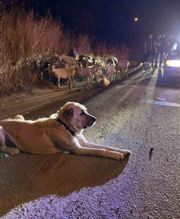 Çorlu’da çiftlikten kaçan 20 keçiyi polis buldu
