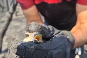 Orman yangınında hayatta kalan kuş böyle kurtarıldı