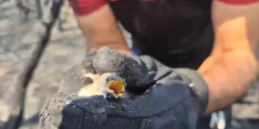 Orman yangınında hayatta kalan kuş böyle kurtarıldı