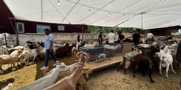 Bayrama sayılı günler kala, kurban satış yerlerinde pazarlıklar devam ediyor