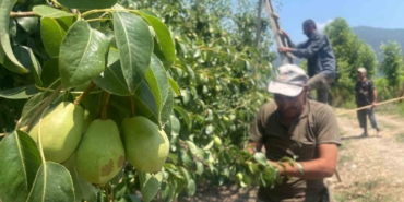 Tonlarca armut ve şeftaliyi koparıp yere atıyorlar