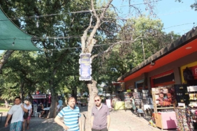 Burhaniye’ de kuruyan ağaçlar tehlike saçıyor