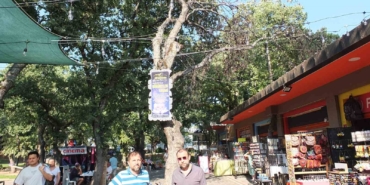 Burhaniye’ de kuruyan ağaçlar tehlike saçıyor