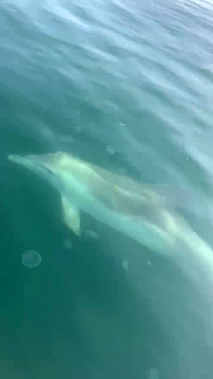 Tekirdağ açıklarında tekneye eşlik eden yunuslar kamerada
