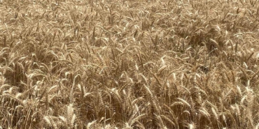 Makarnalık buğdayın tonu 2 bin 760 lira arttı