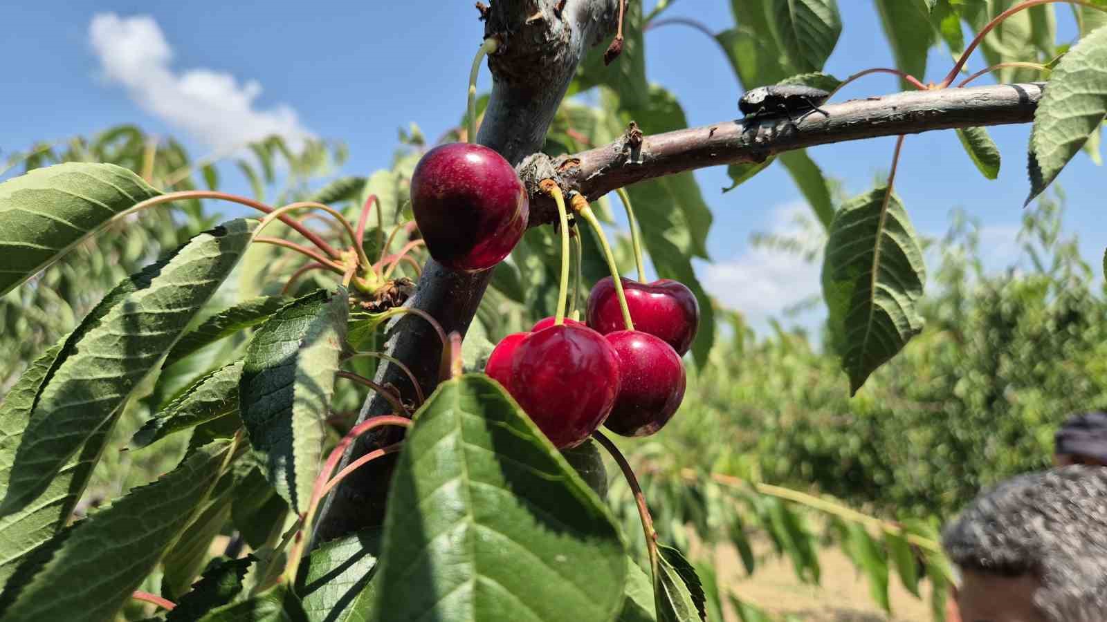 Tekirdağ’da bahçede kiraz 130 ile 250 TL arasında