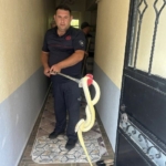 Gönen’de eve giren yılan paniğe neden oldu