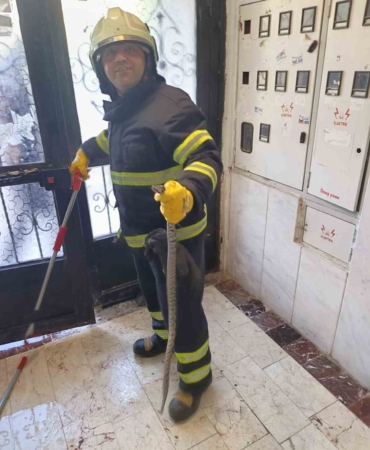 Bilecik’te bir apartmana giren yılan itfaiye ekiplerince yakalandı