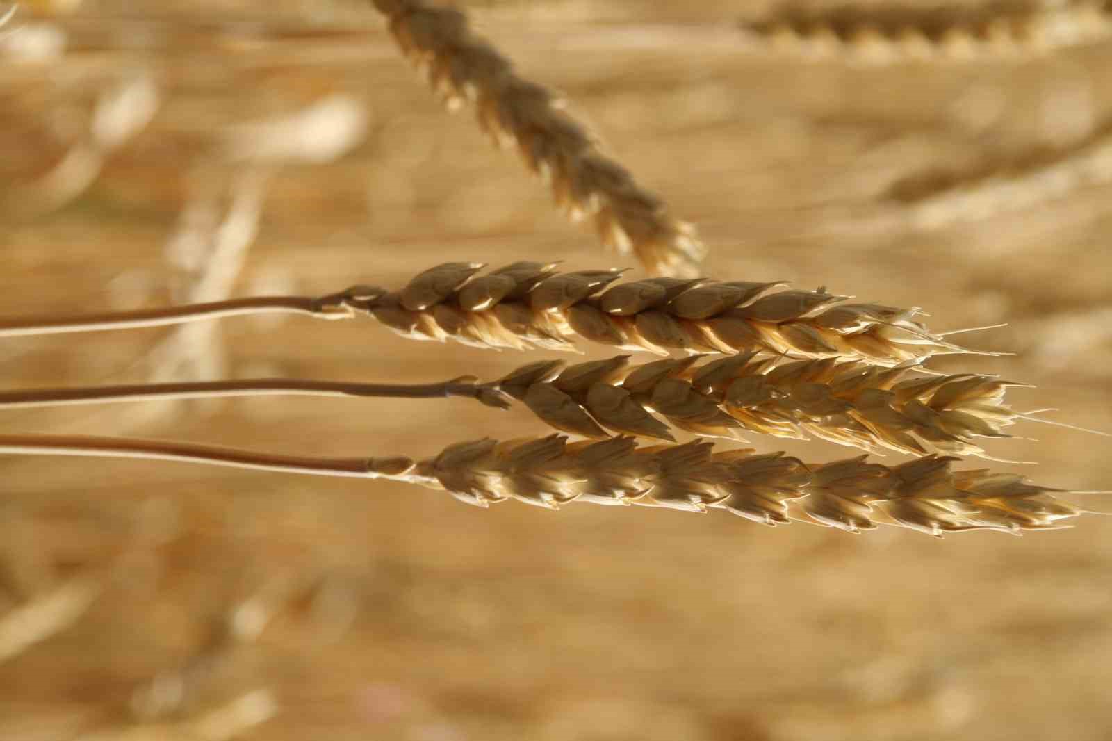 Ekmekçiler makarnacılara göre karlı bir hafta geçirdi