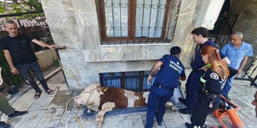 Bahçelievler’de kurbanlık boğayı kurtarma operasyonu