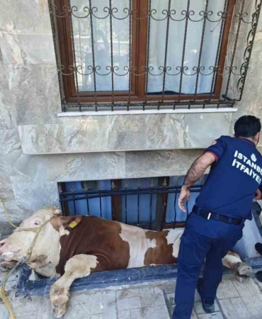 Bahçelievler’de kurbanlık boğayı kurtarma operasyonu