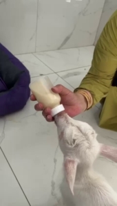 Evcil hayvan otelinin sıra dışı misafiri: Biberonla beslenip kucakta uyudu