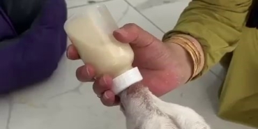 Evcil hayvan otelinin sıra dışı misafiri: Biberonla beslenip kucakta uyudu