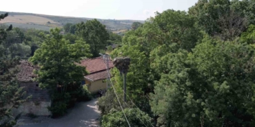 Arnavutköy’de yavrulayınca göçe devam edemeyen leylek mahallenin maskotu oldu