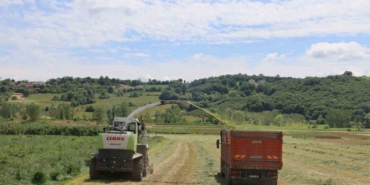 Kocaeli’de süt otu hasadı başladı