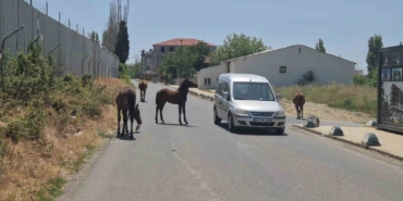 Bunlarda sokak atları: Sürücülere zorluk çıkardılar