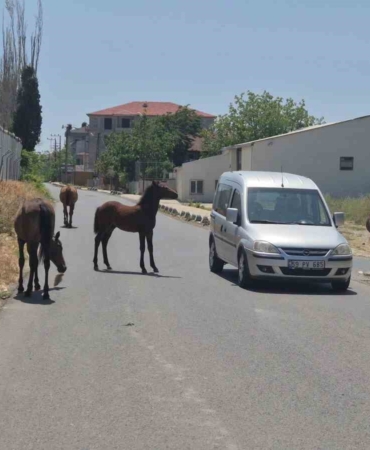Bunlarda sokak atları: Sürücülere zorluk çıkardılar